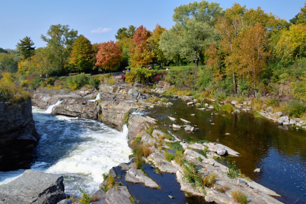 green trees beside river under blue sky during daytime