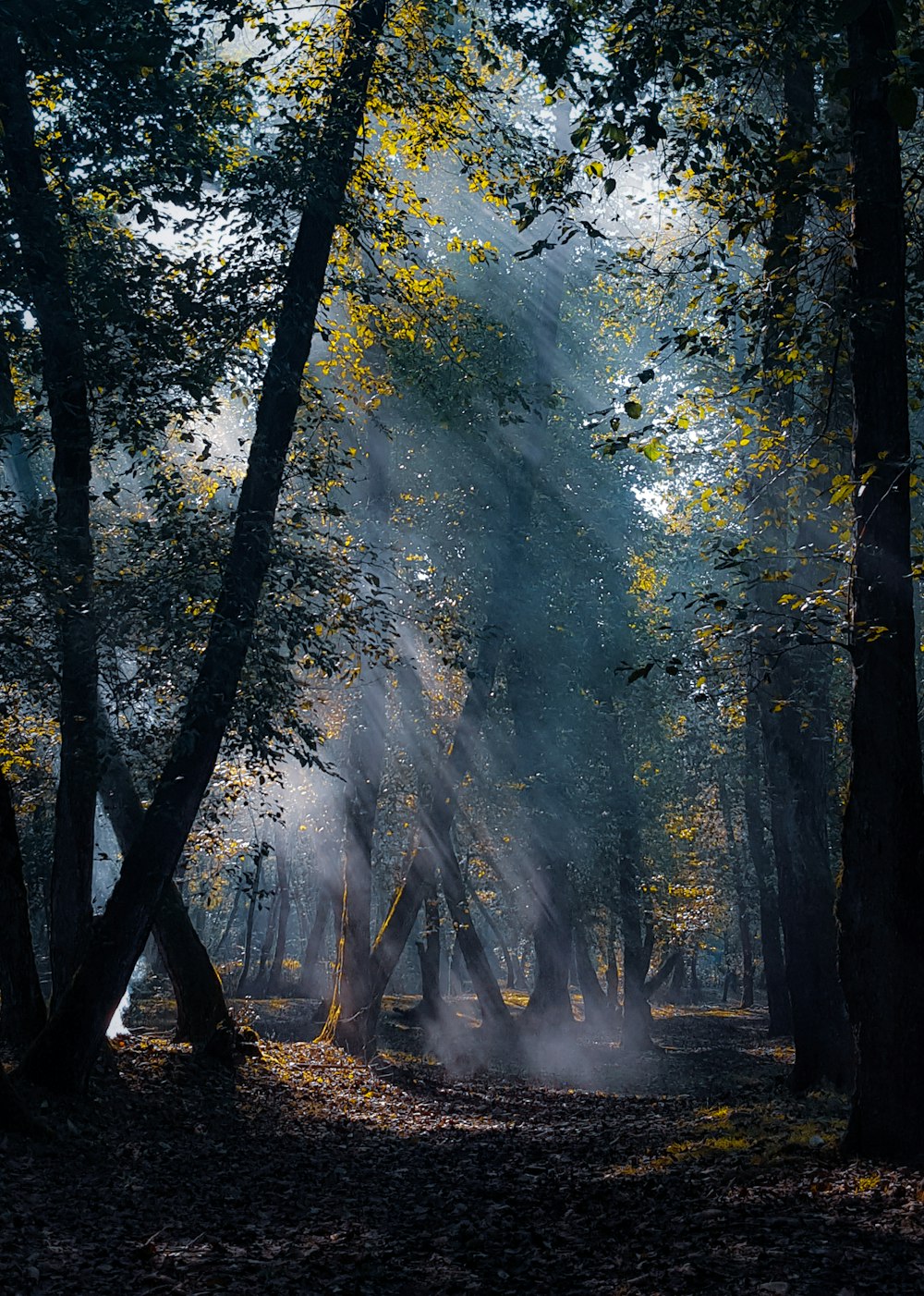 green trees with sun rays