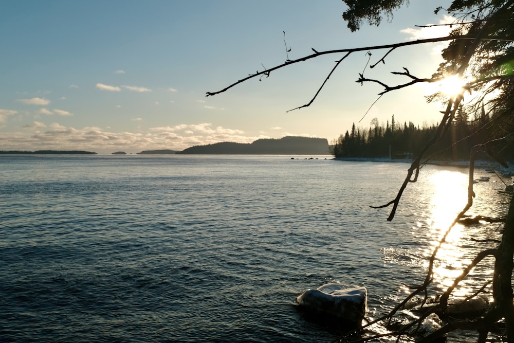 bare tree on body of water during daytime