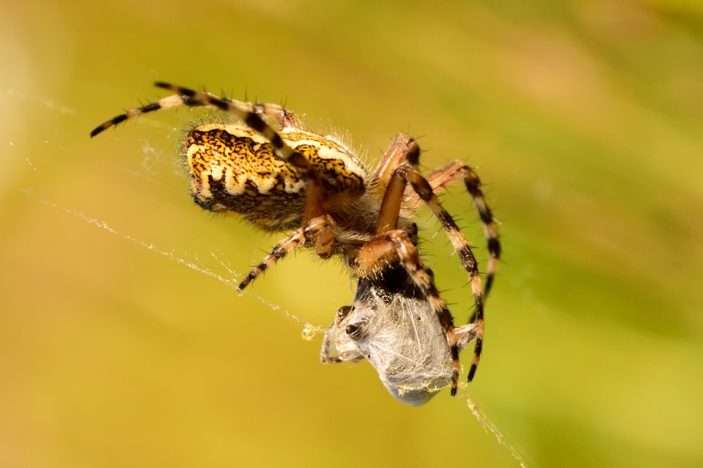 brown and white spider on web in close up photography during daytime
