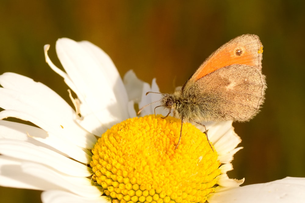 brown butterfly perched on white flower in close up photography during daytime