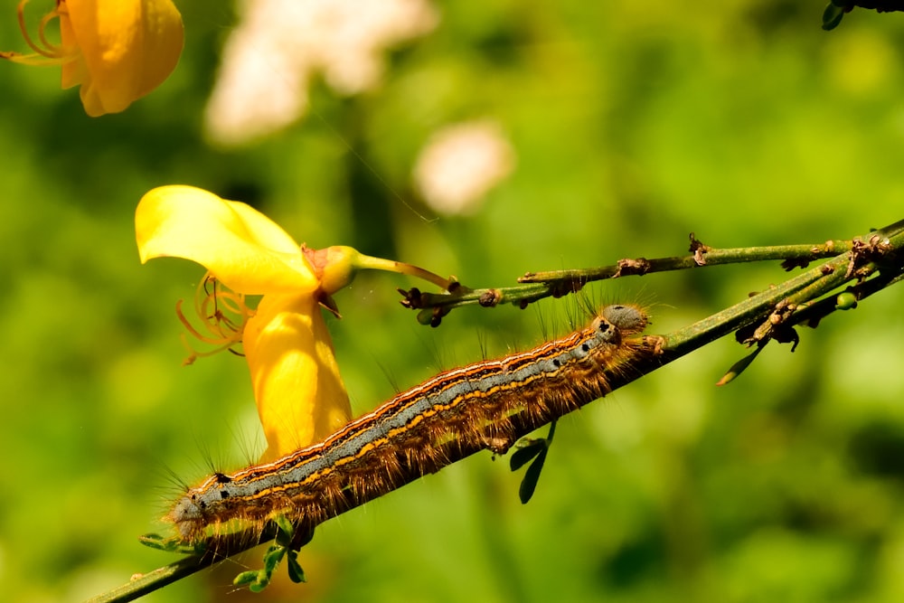 brown and black caterpillar on yellow flower