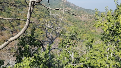 Branches of trees with sparse leaves stretch out across a hilly landscape. The scene includes abundant greenery and mountain slopes in the distance under a clear sky.