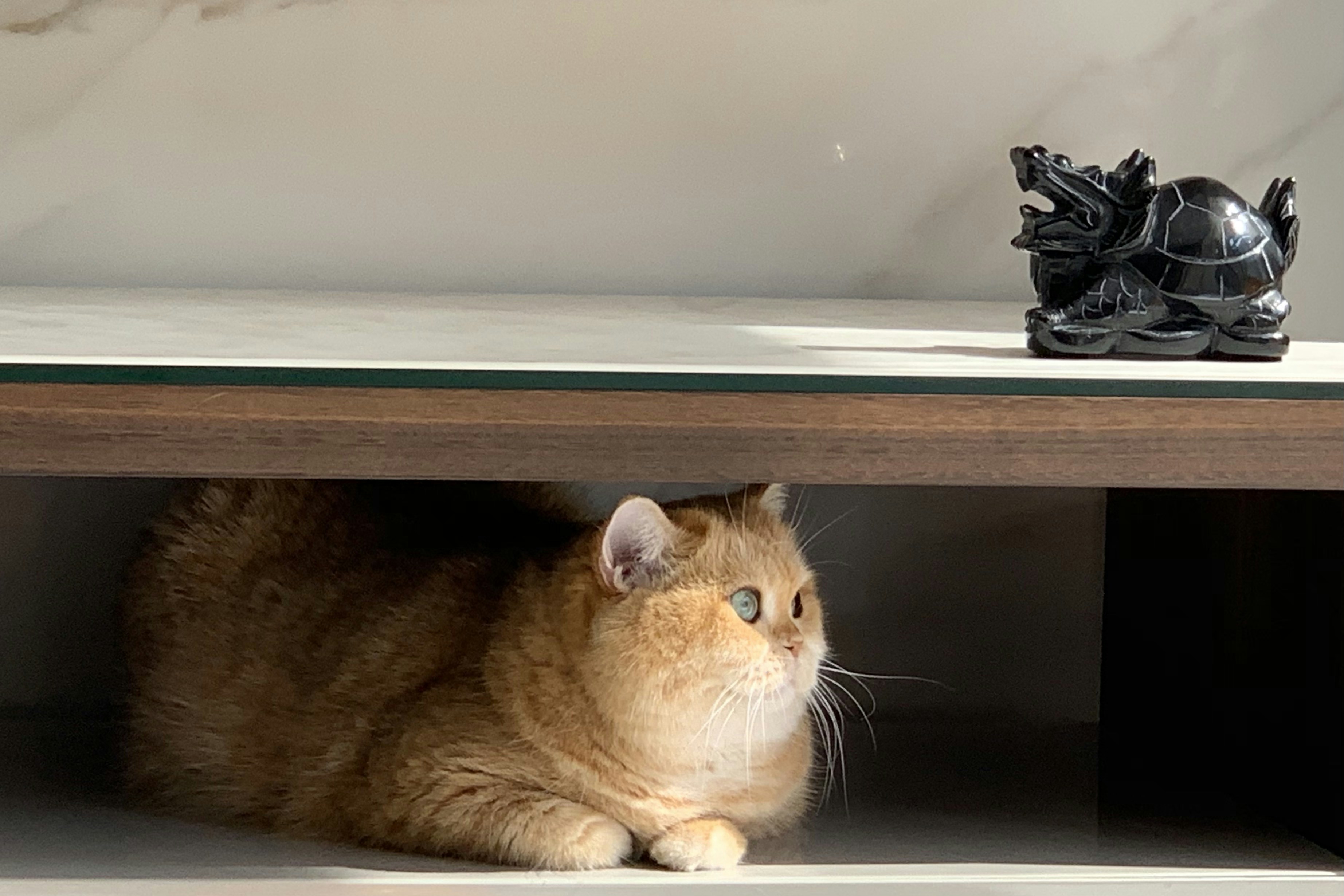 Open Drawers: Secret Napping Nooks (image credits: unsplash)