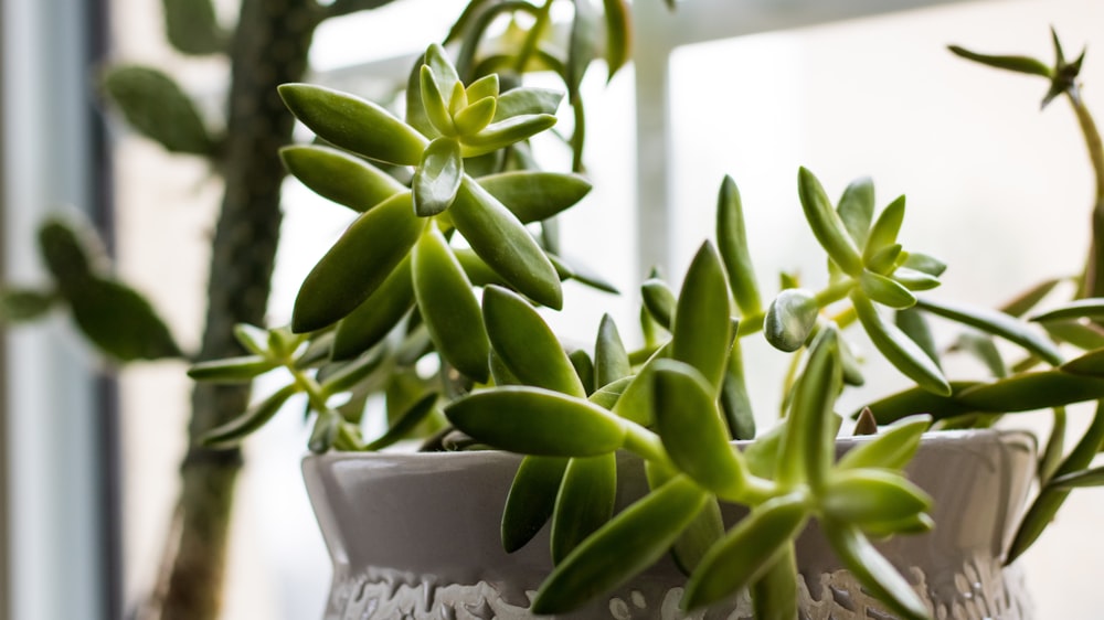 green plant in white ceramic pot