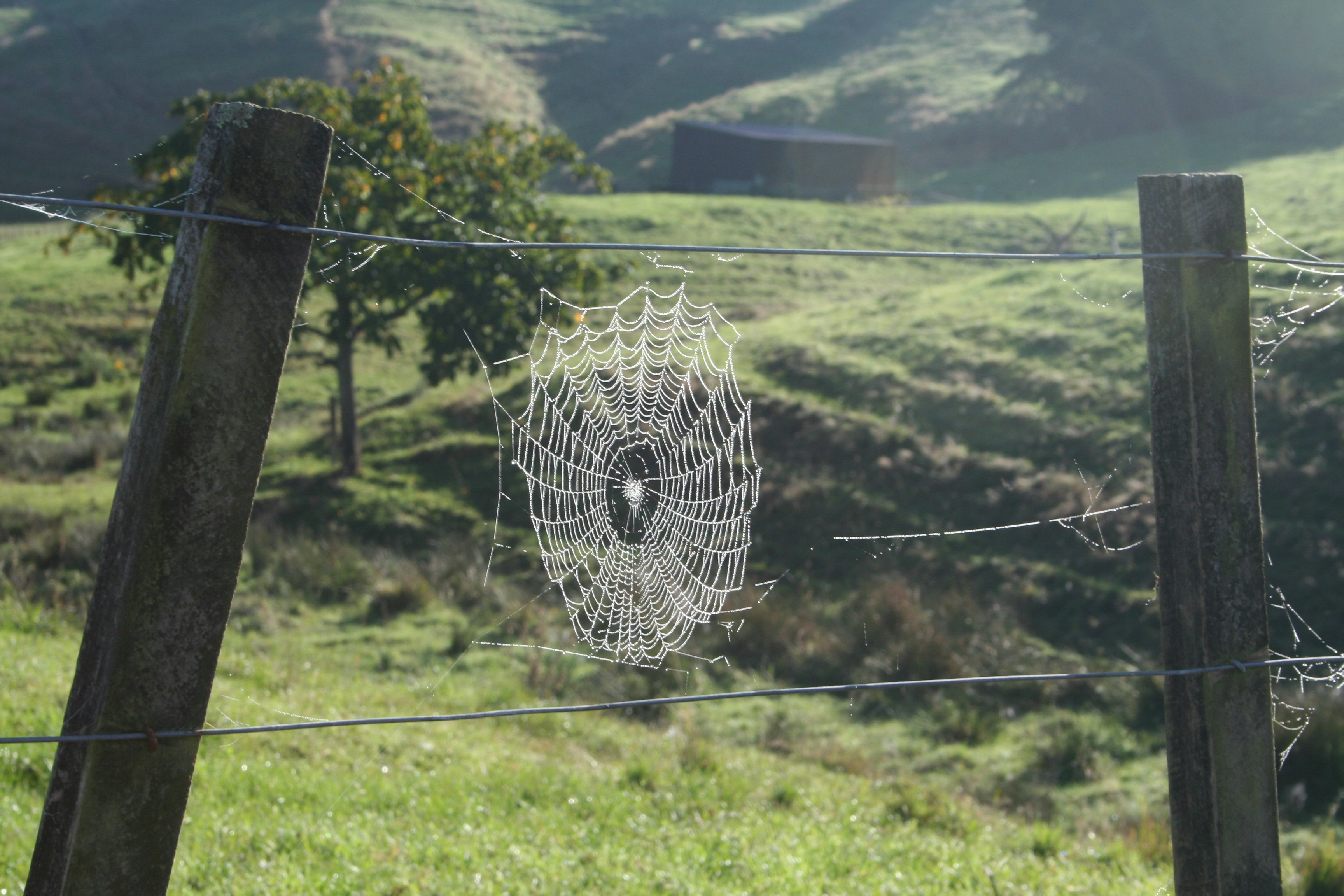 spider web on green grass field during daytime