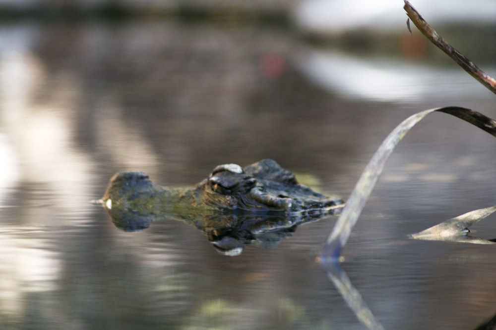 green frog on green grass