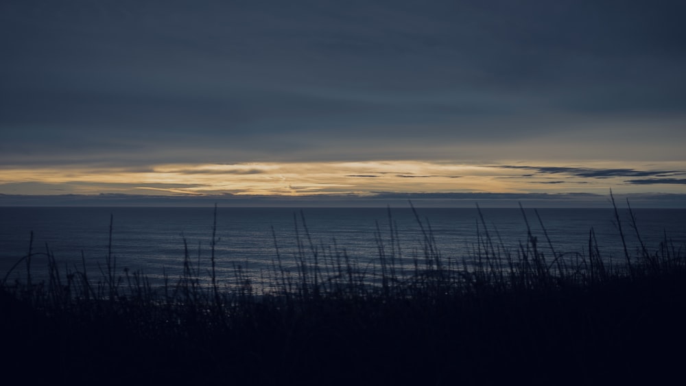 silhouette of grass during sunset