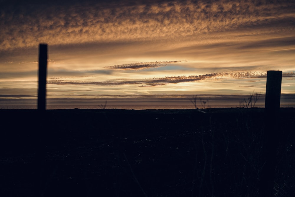 silhouette of trees during sunset