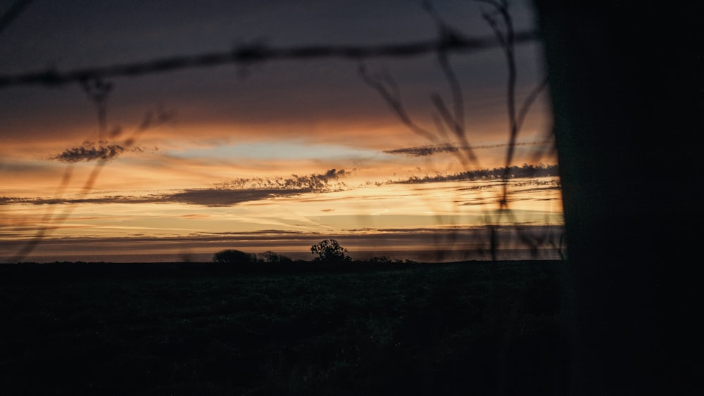 silhouette of trees during sunset