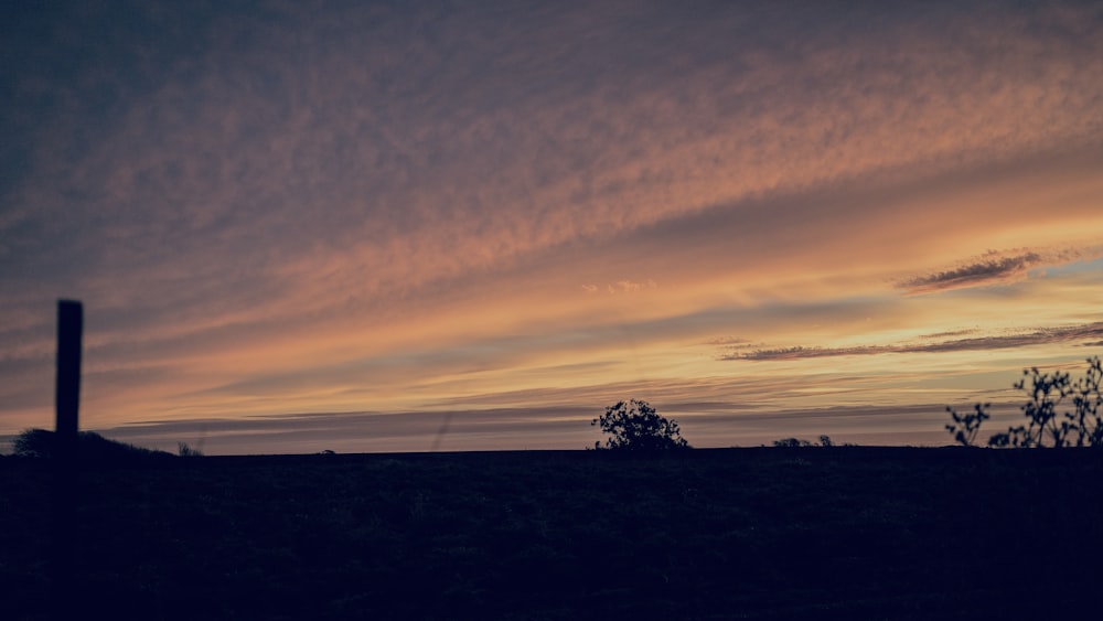 tree on the field during sunset