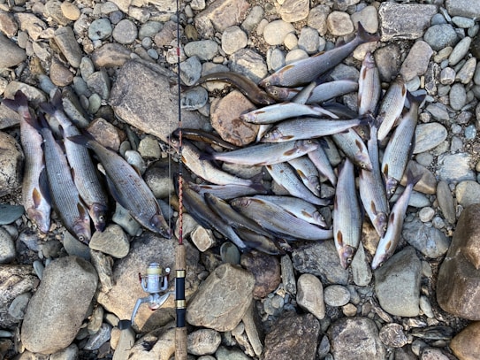 A collection of fish laid out on a rocky surface with a fishing rod nearby. The fish have silver scales with darker stripes, and their arrangement suggests they have just been caught. The rocks vary in size and color, creating a natural backdrop.