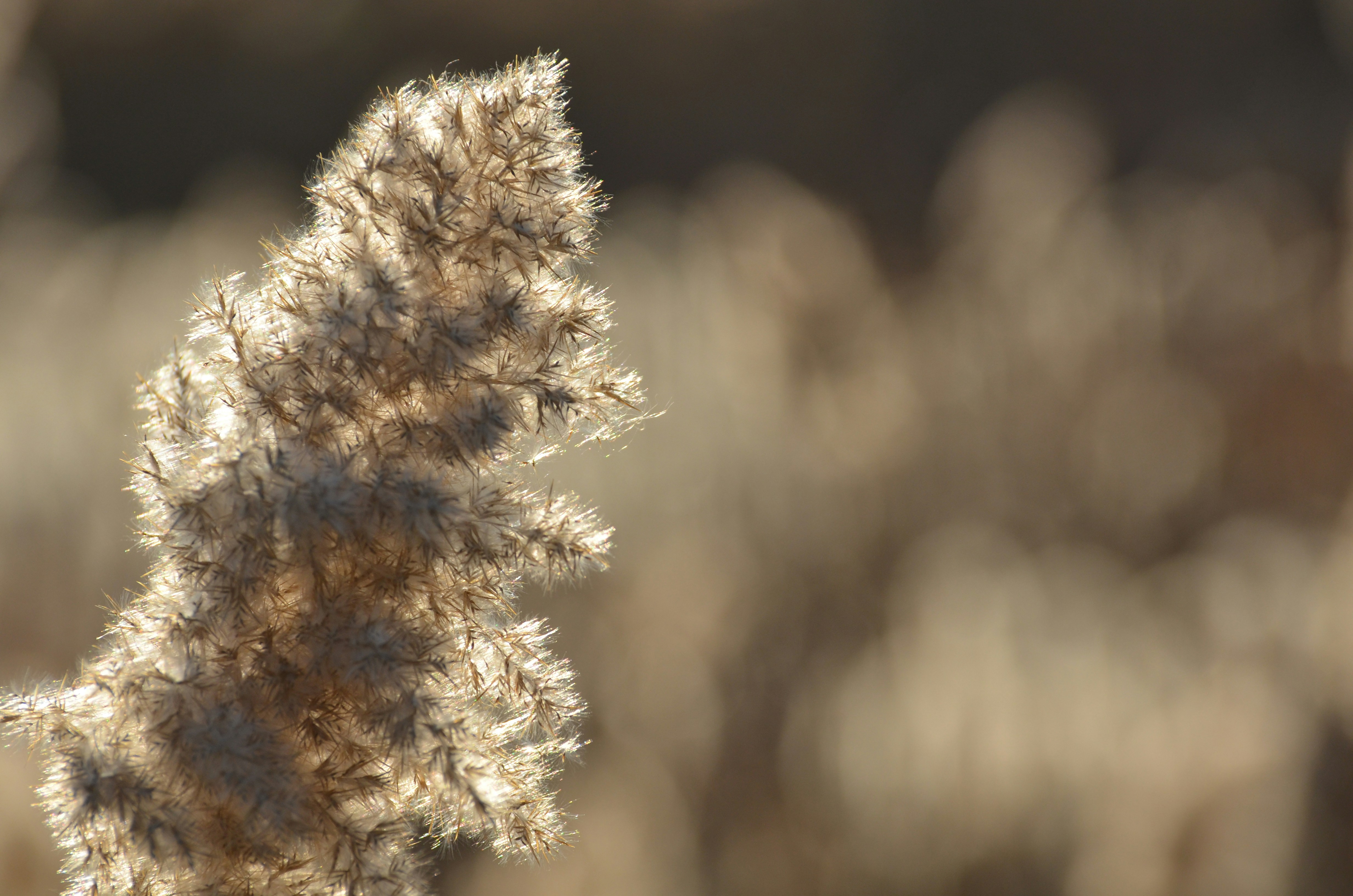 Photo by bumblestock