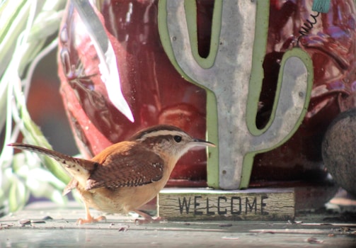 A welcoming office desk with a phone, notebook, and a small bird figurine symbolizing Bird Guardians.