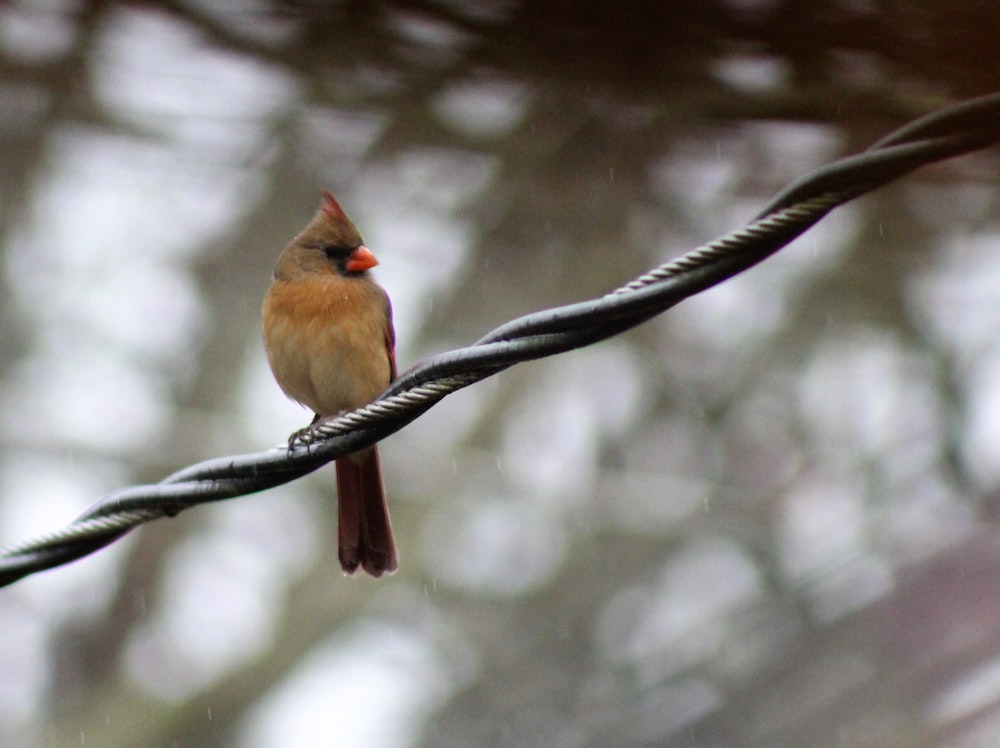 brown and white bird on tree branch