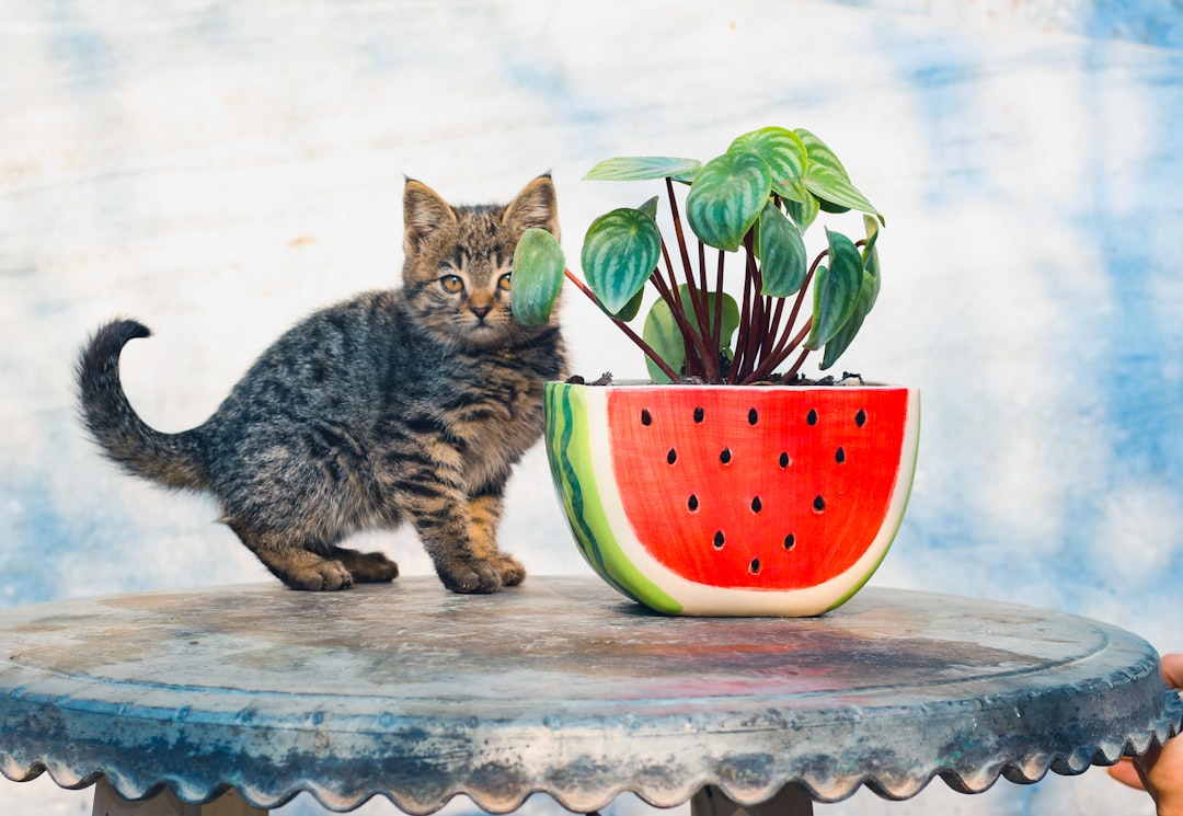 brown tabby cat on green and red ceramic bowl