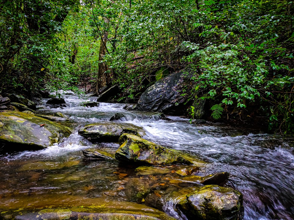 green moss on rocks on river