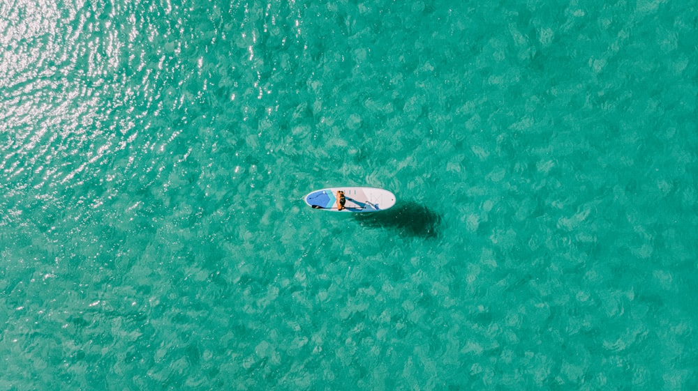 white and blue boat on green water