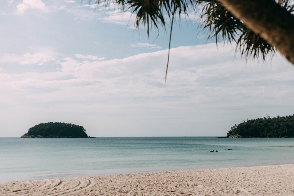 green palm tree on white sand beach during daytime