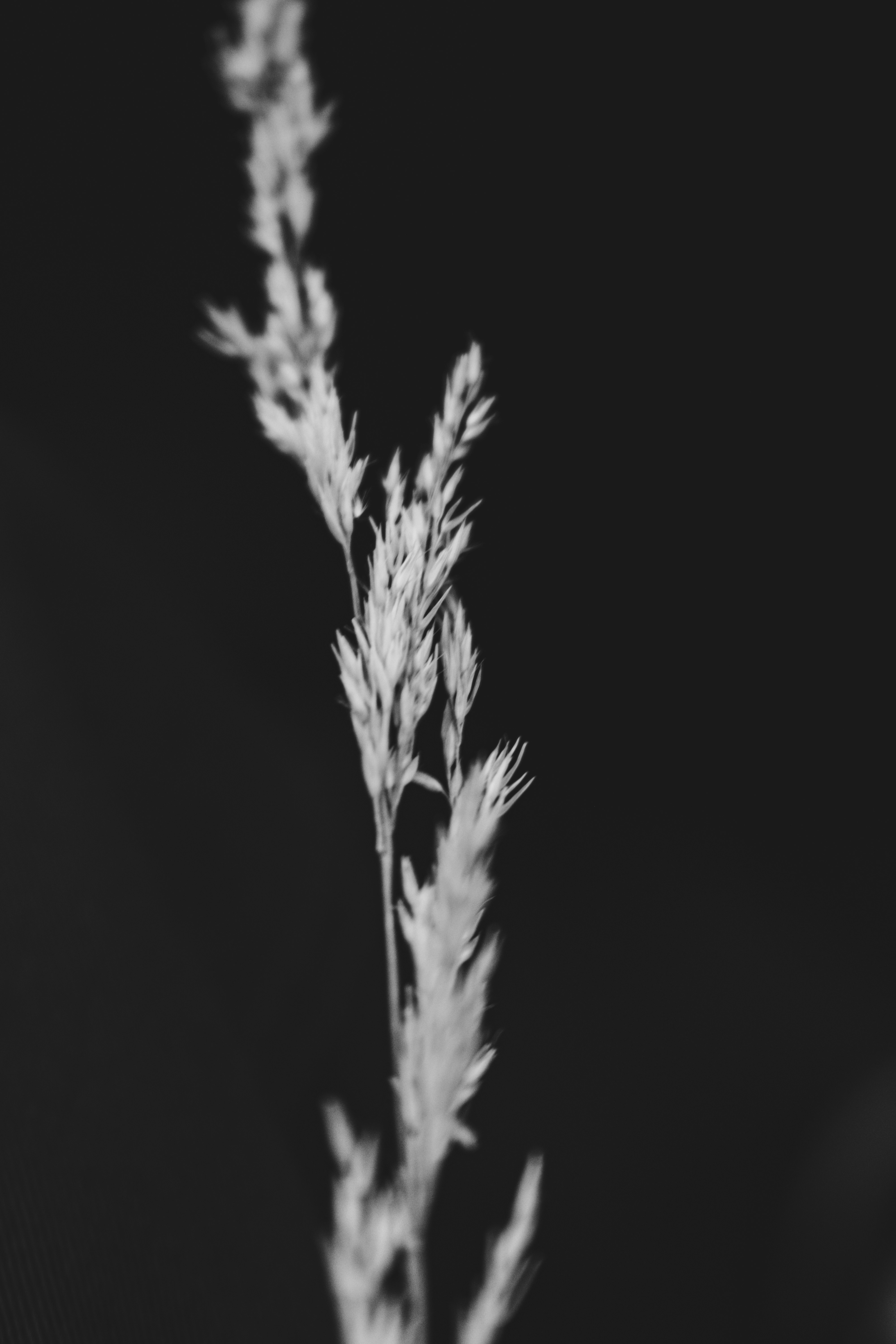 grayscale photo of plant with black background
