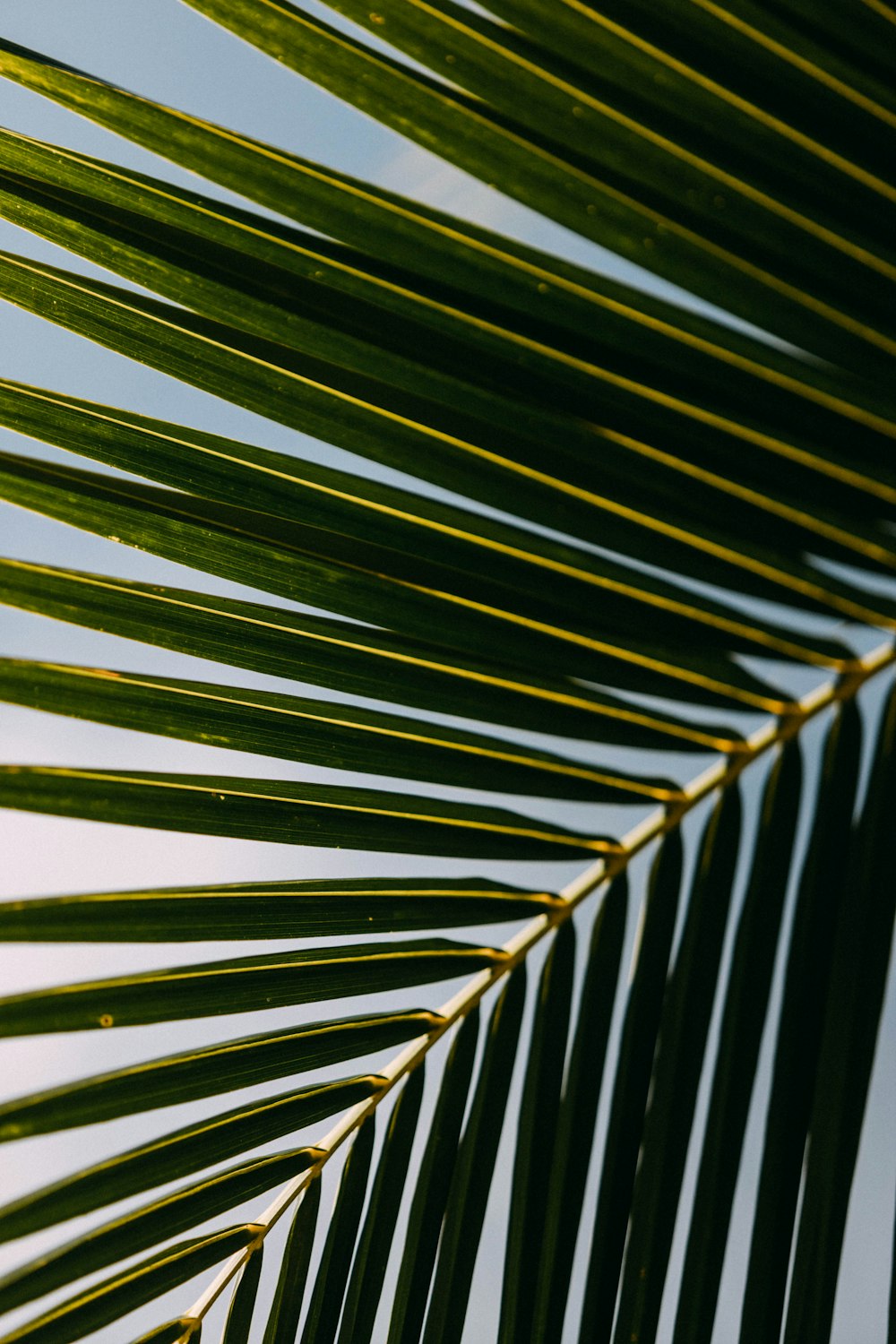 green palm tree during daytime