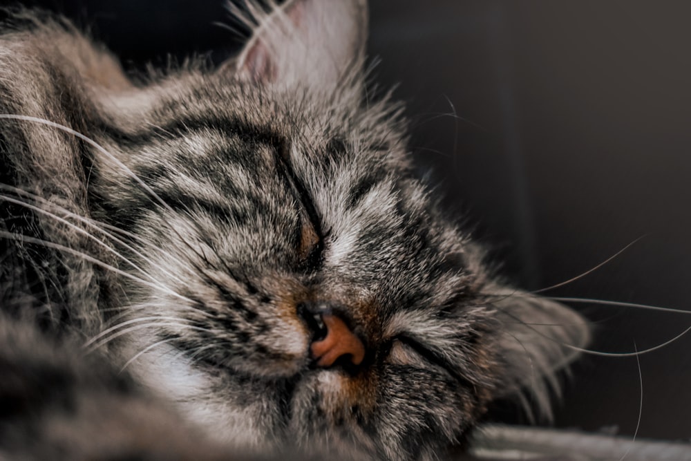 silver tabby cat lying on white textile