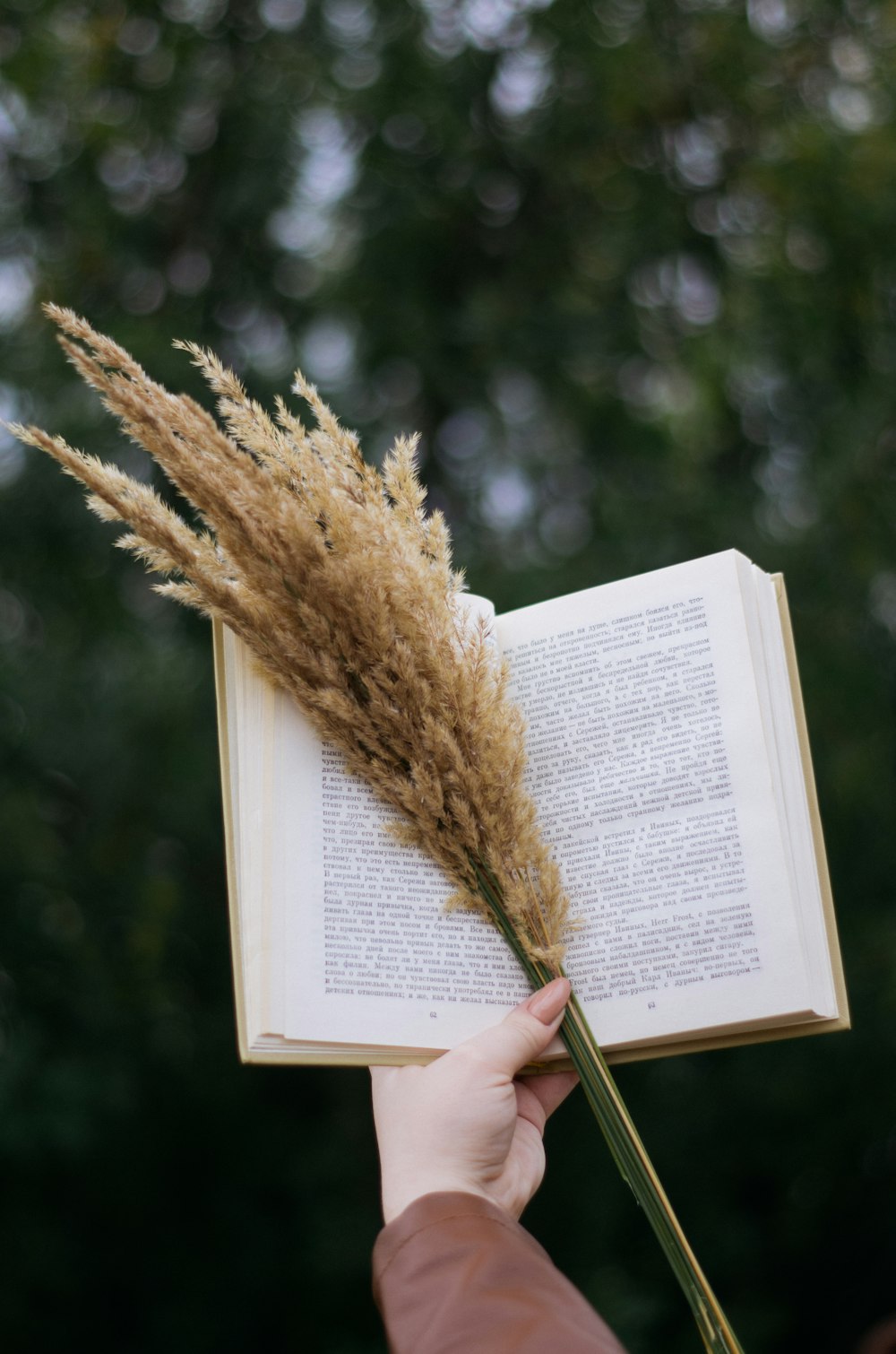 person holding brown dried plant