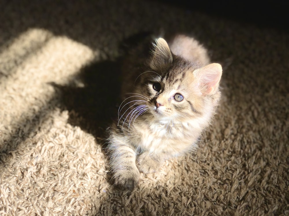 brown tabby kitten on brown carpet