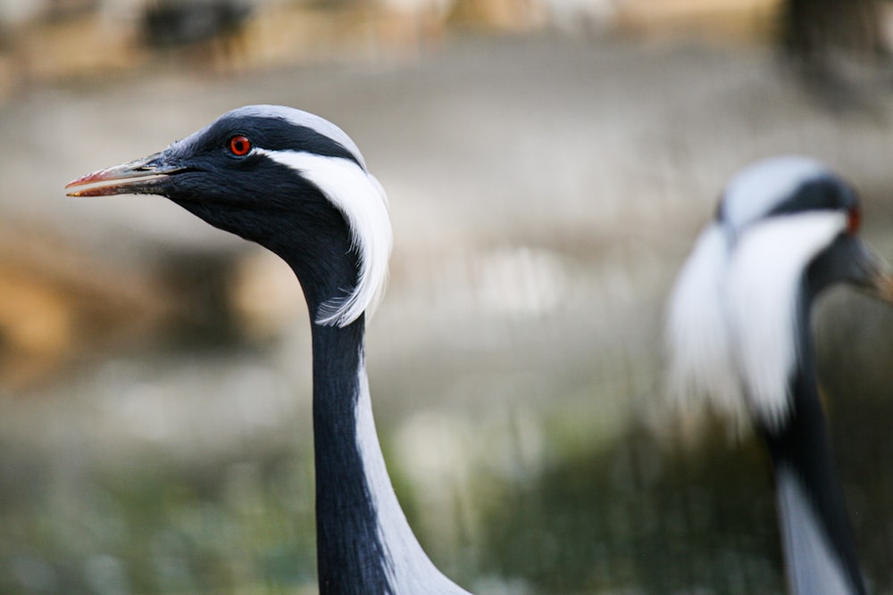 black and white long beak bird