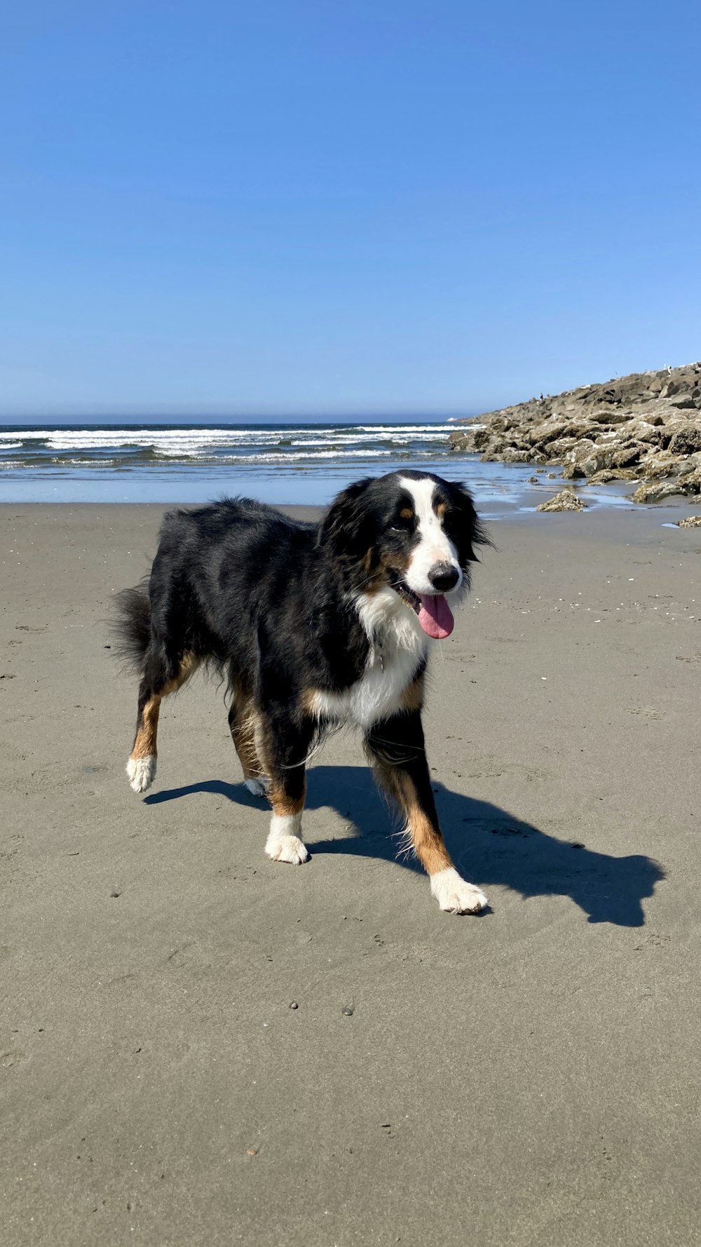black white and brown long coated dog sitting on gray sand during daytime