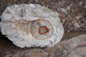 A geode displaying a stunning crystalline interior, with layers of white and brown minerals visible. The rock's textured exterior contrasts with the smooth, glittering crystals inside. The surrounding area consists of similar rocky textures.