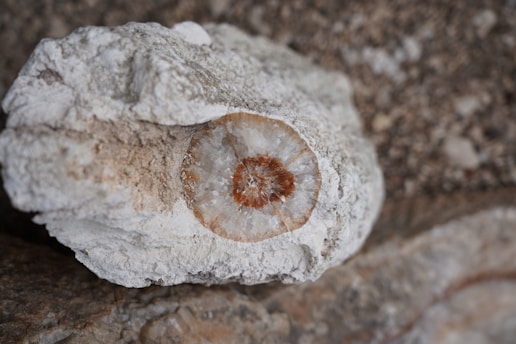 A geode displaying a stunning crystalline interior, with layers of white and brown minerals visible. The rock's textured exterior contrasts with the smooth, glittering crystals inside. The surrounding area consists of similar rocky textures.
