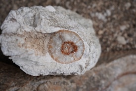A geode displaying a stunning crystalline interior, with layers of white and brown minerals visible. The rock's textured exterior contrasts with the smooth, glittering crystals inside. The surrounding area consists of similar rocky textures.