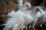 A group of Kelso birds showing their light-colored plumage and composed demeanor together.