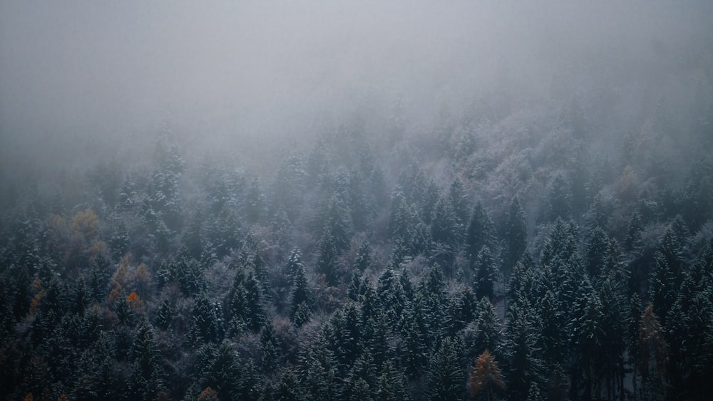 green pine trees covered with fog