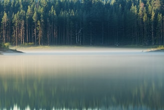 green trees beside lake during daytime