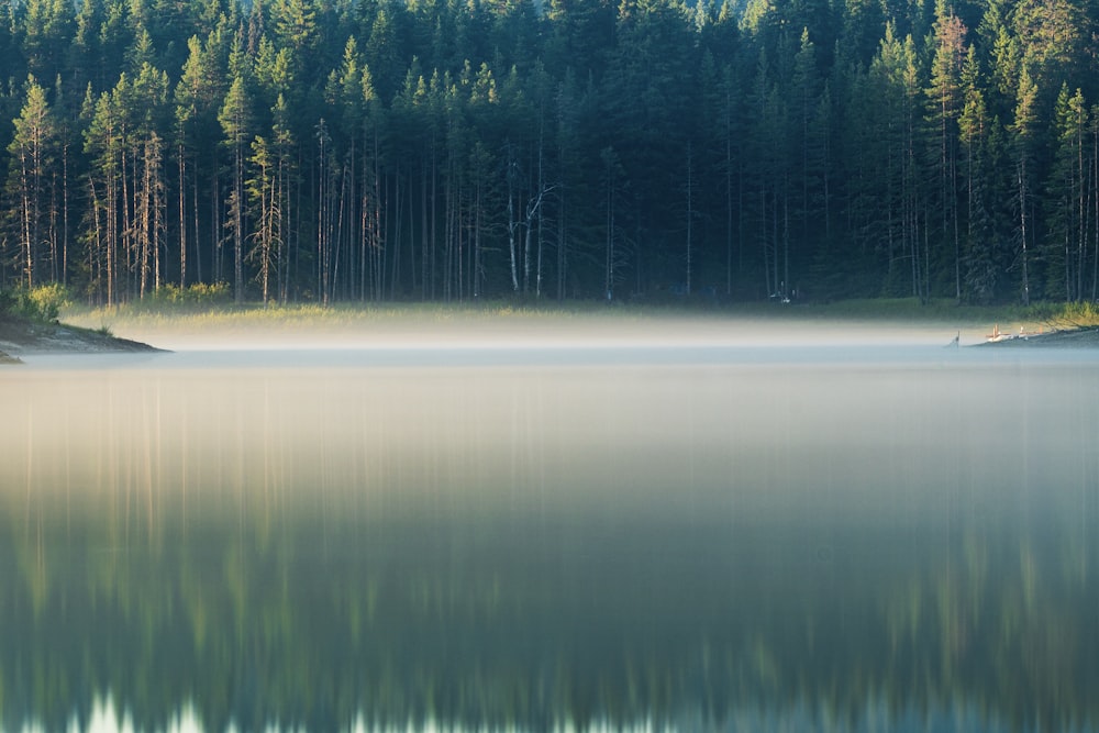 green trees beside lake during daytime