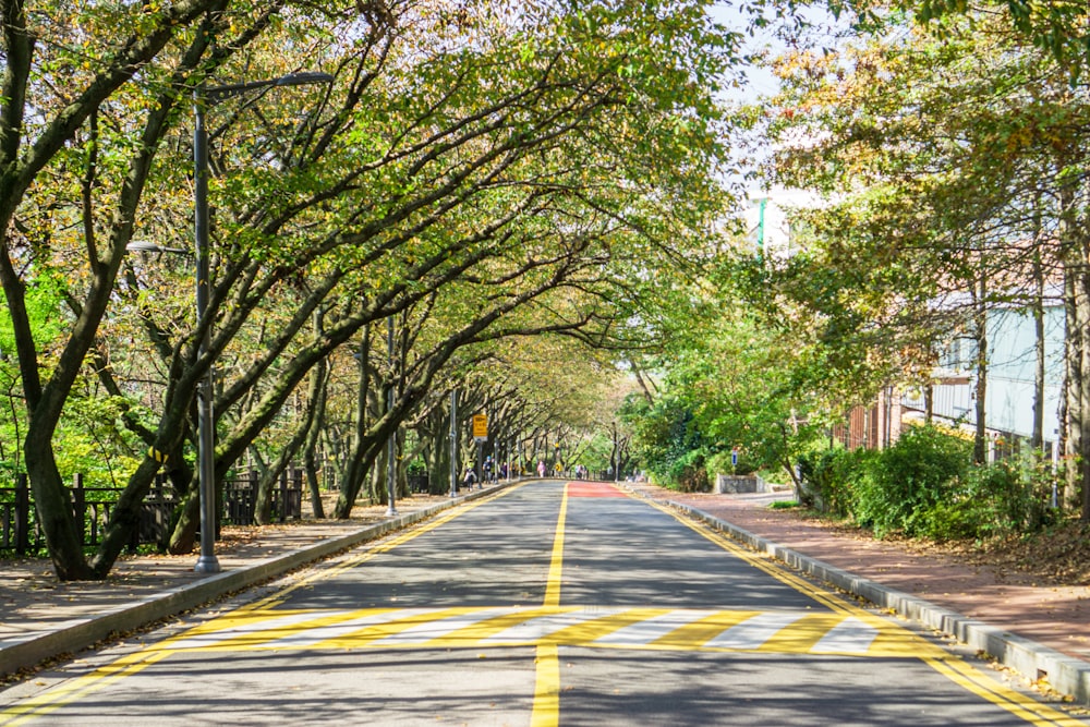 green trees on gray concrete road during daytime