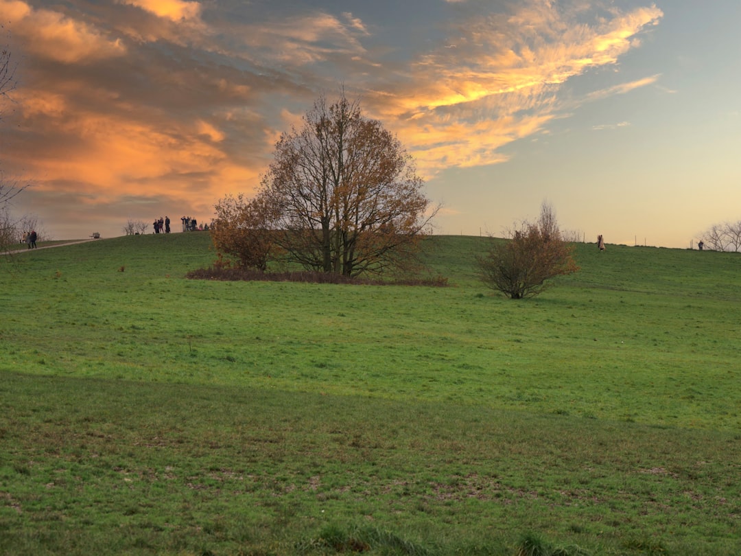 leafless tree on green grass field during sunset