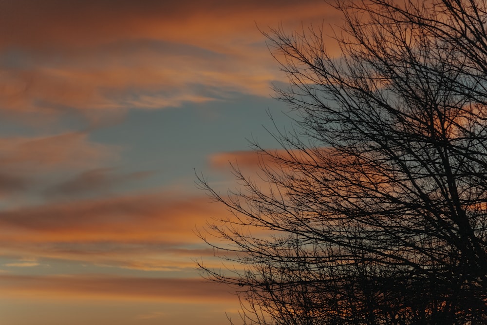 leafless tree under orange and blue sky