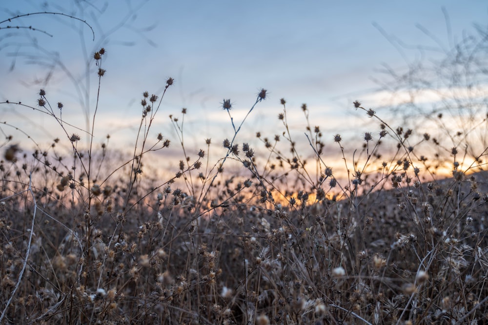 brown grass field during daytime