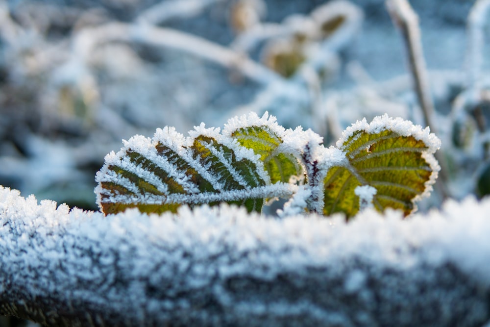 green leaf covered with snow