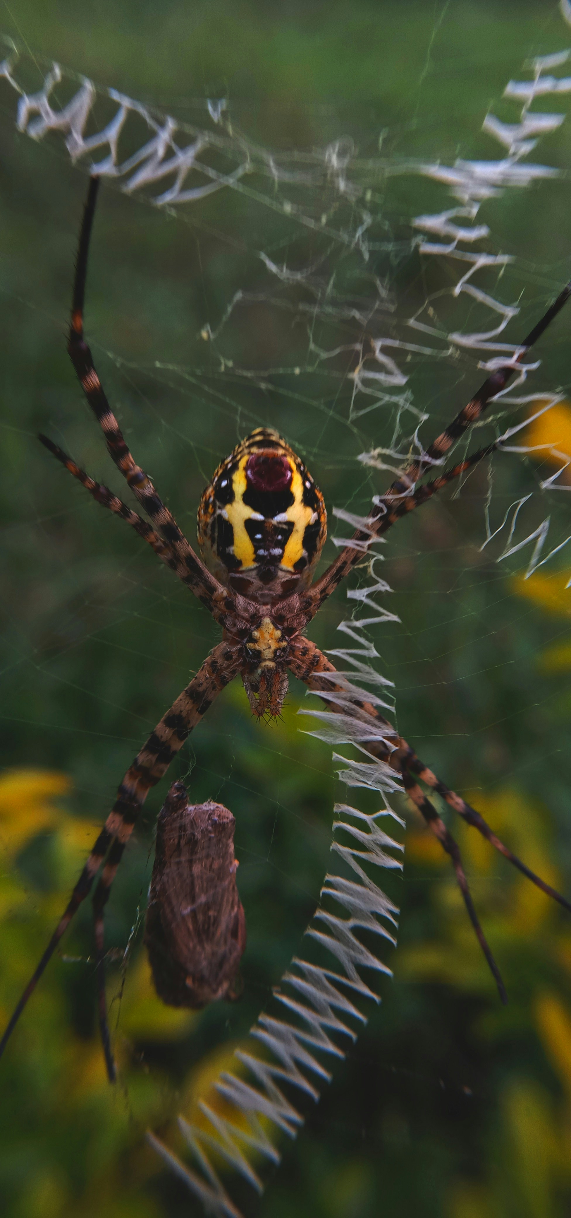 yellow and black spider on web