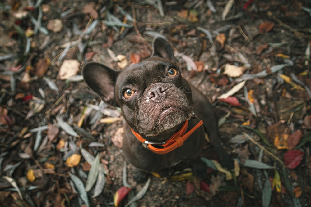 black french bulldog with orange leash
