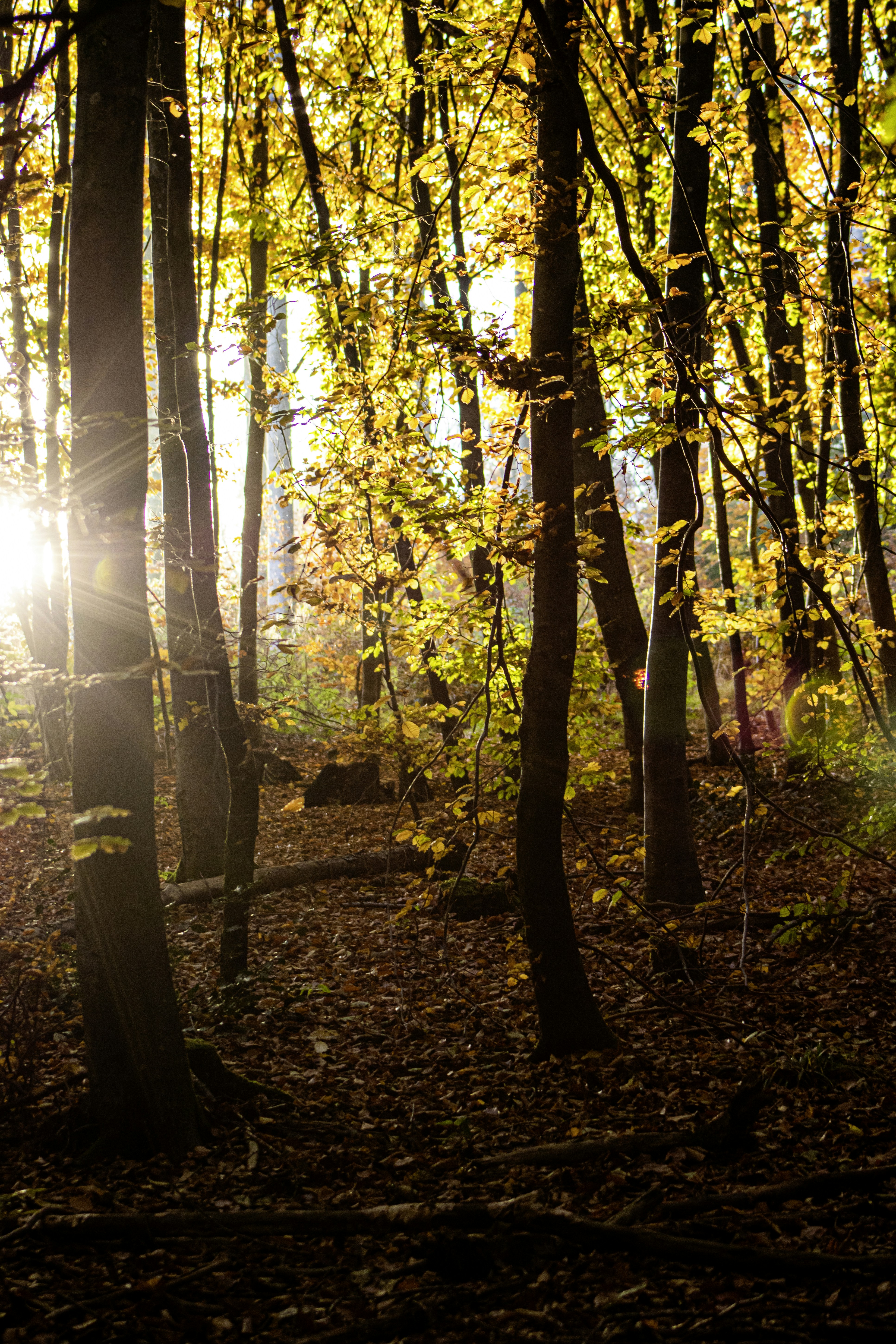 Photo by alessiobachetti