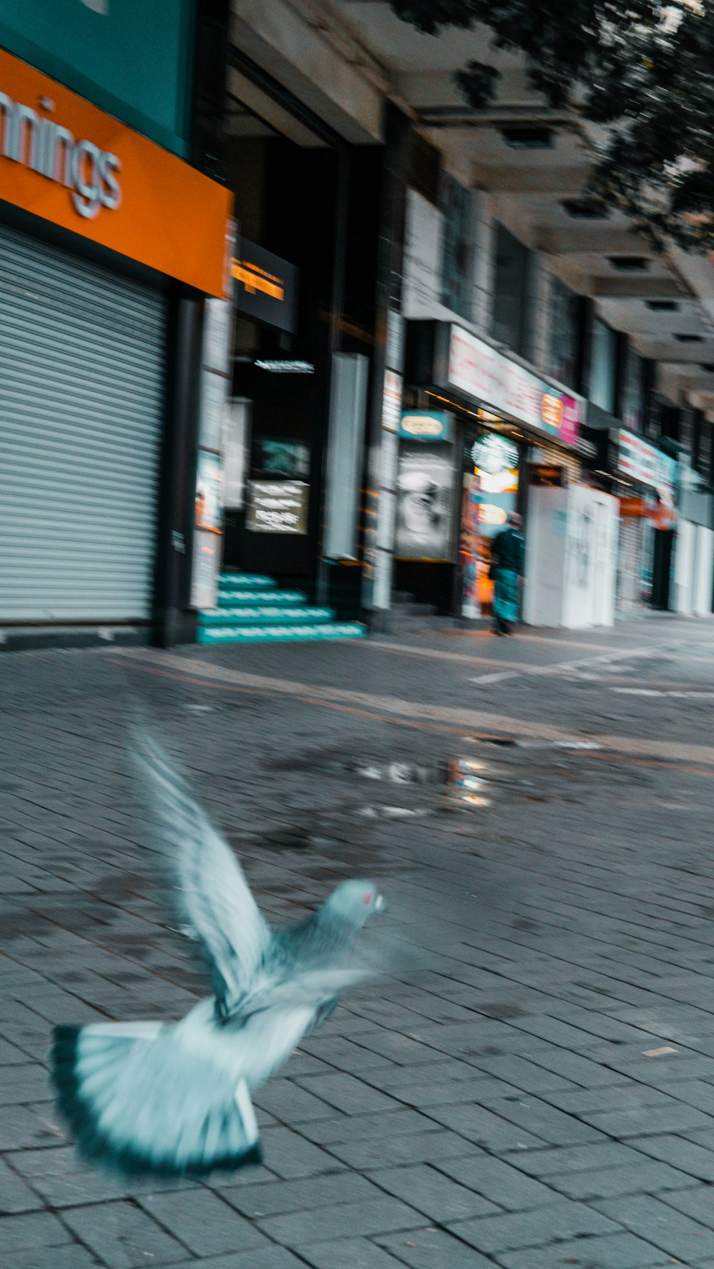 white bird on gray concrete road during daytime