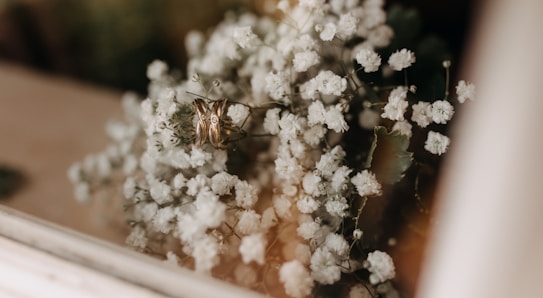 A bouquet of delicate white flowers, likely baby's breath, with a pair of gold rings nestled in the center. The image has a soft and warm tone, with a slightly blurred background that adds depth and focus to the flowers and rings.