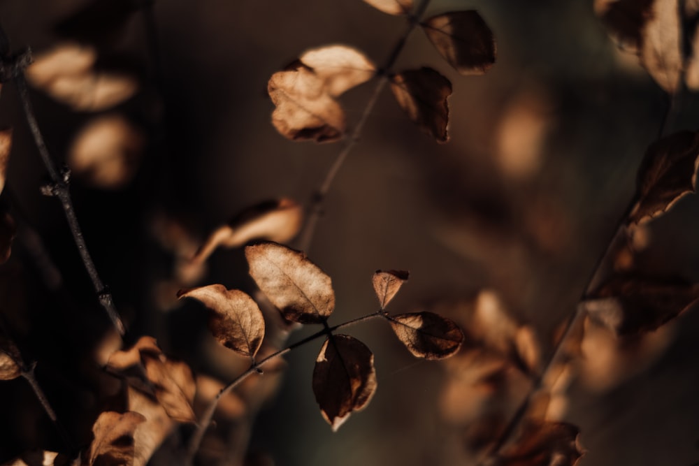 brown leaves in tilt shift lens