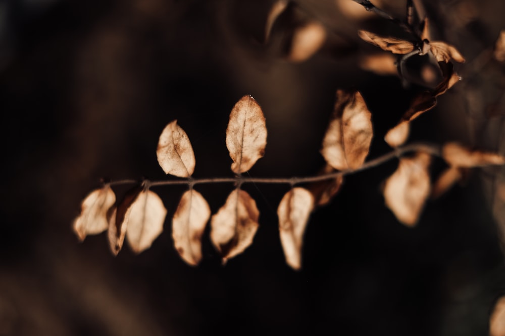 brown leaves in close up photography