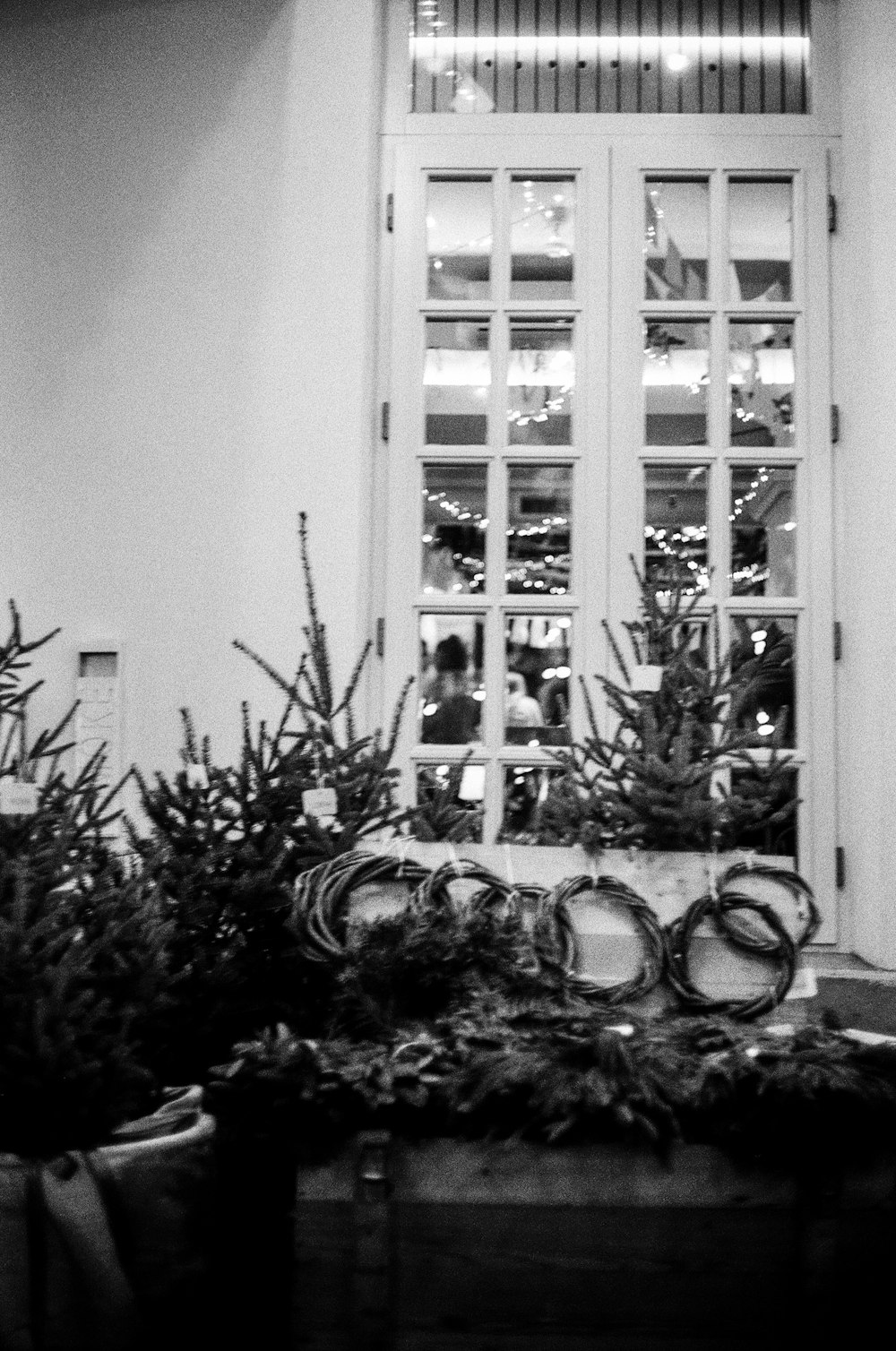 grayscale photo of plants in pots on window